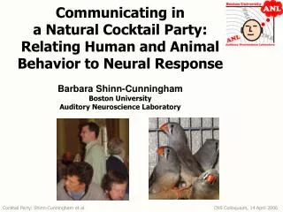 Communicating in a Natural Cocktail Party: Relating Human and Animal Behavior to Neural Response