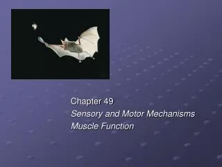 Chapter 49 Sensory and Motor Mechanisms Muscle Function