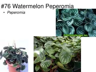#76 Watermelon Peperomia