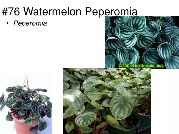 76 watermelon peperomia