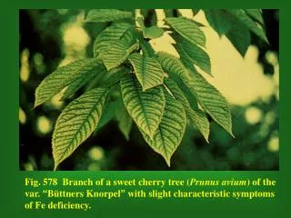 Fig. 581 Branch of a sour cherry tree ( Prunus cerasus ) with severe symptoms of Fe deficiency.