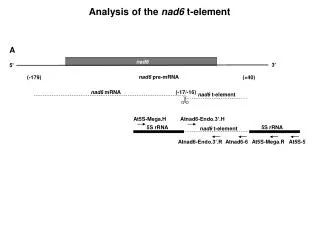 Analysis of the nad6 t-element