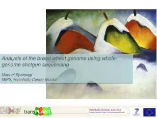 Analysis of the bread wheat genome using whole -genome shotgun sequencing Manuel Spannagl