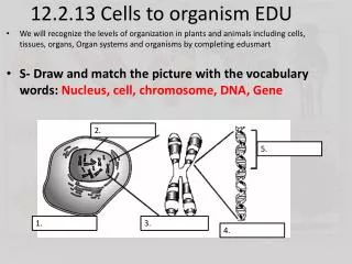 12.2.13 Cells to organism EDU