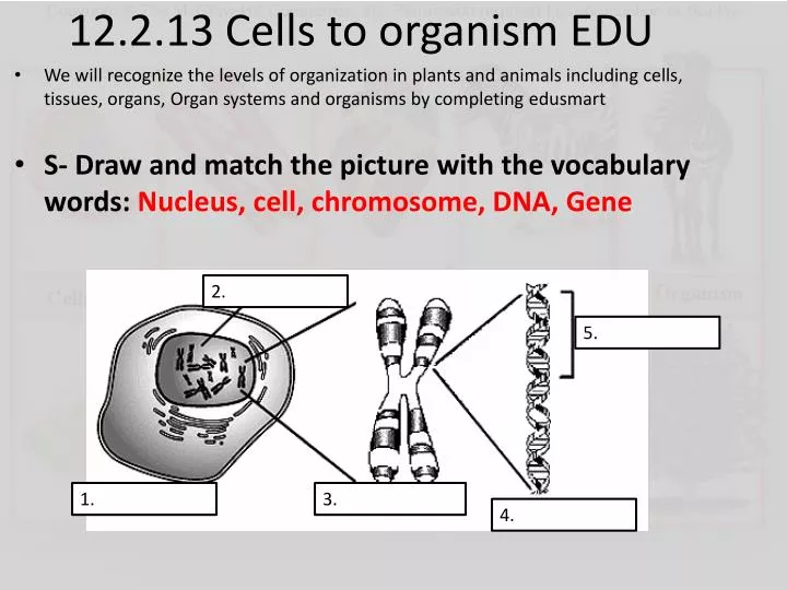 12 2 13 cells to organism edu