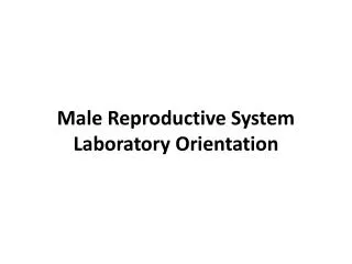 Male Reproductive System Laboratory Orientation