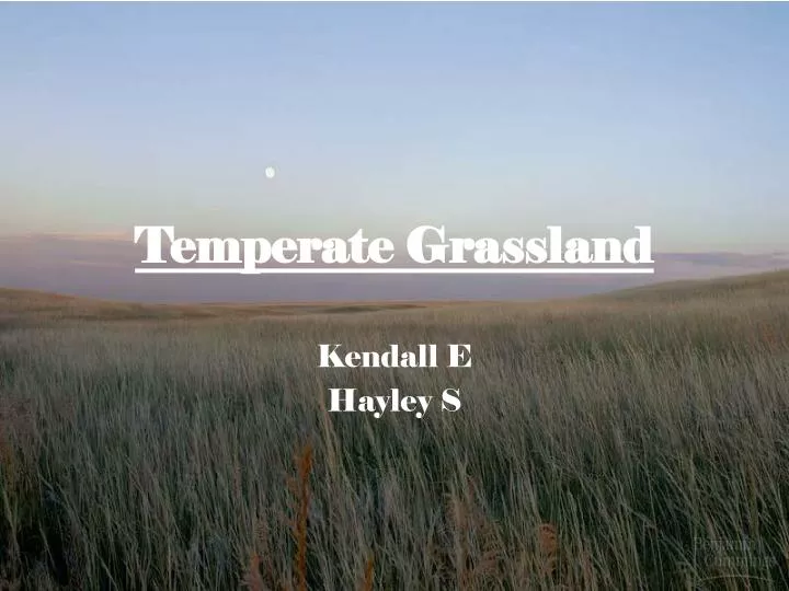 temperate grassland