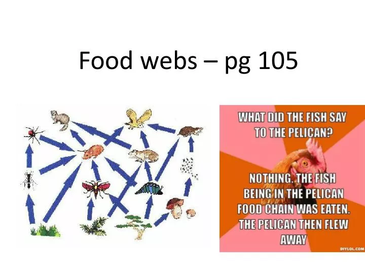 food webs pg 105