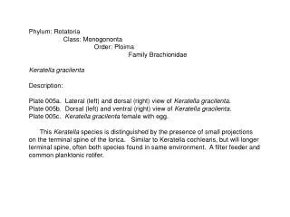 Phylum: Rotatoria Class: Monogononta