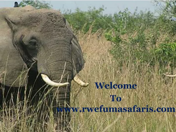 welcome to www rwefumasafaris com