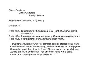 Class: Crustacea Order: Cladocera Family: Sididae