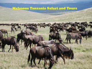 Malasons Tanzania Safari and Tours