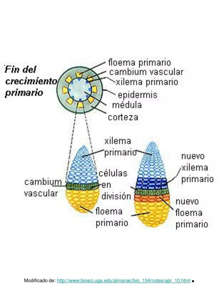 modificado de http www biosci uga edu almanac bio 104 notes apr 10 html