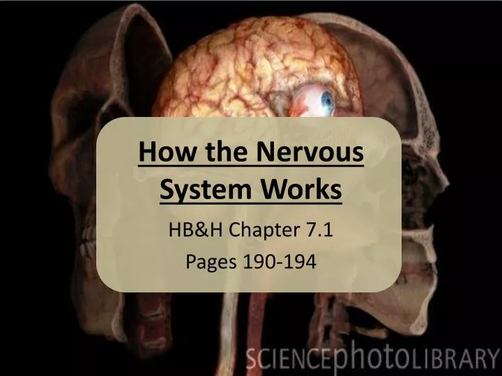 how the nervous system works