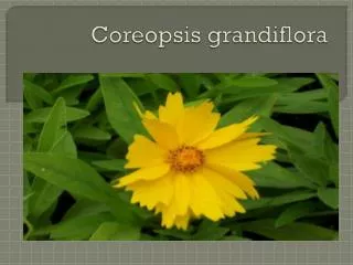 coreopsis grandiflora