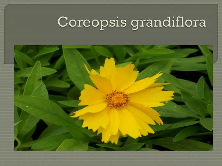 coreopsis grandiflora