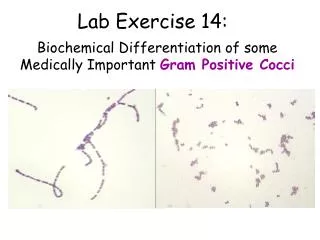 Lab Exercise 14: