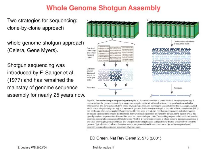 whole genome shotgun assembly