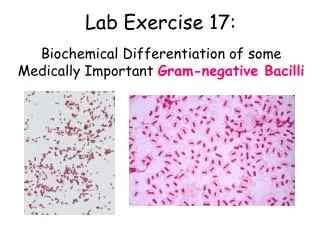 Lab Exercise 17:
