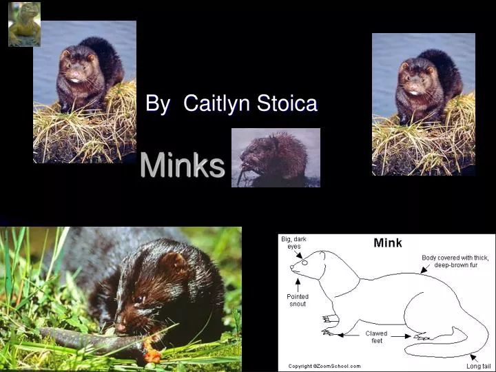 minks