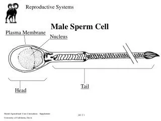 Male Sperm Cell