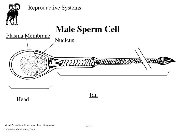 male sperm cell