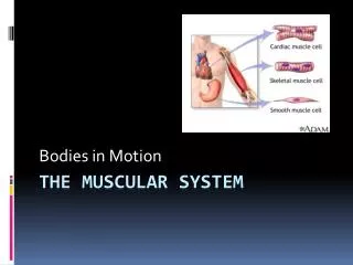 The Muscular System