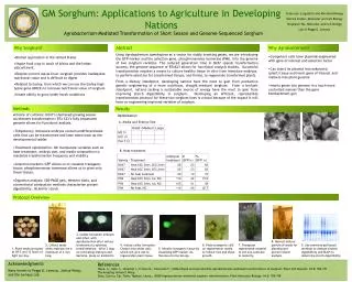 GM Sorghum: Applications to Agriculture in Developing Nations