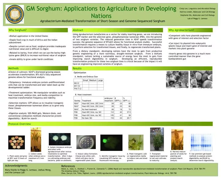 gm sorghum applications to agriculture in developing nations