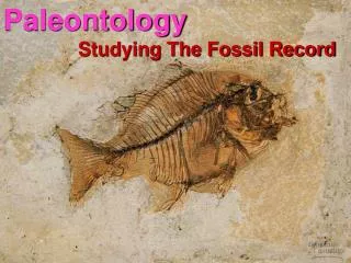 Paleontology Studying The Fossil Record