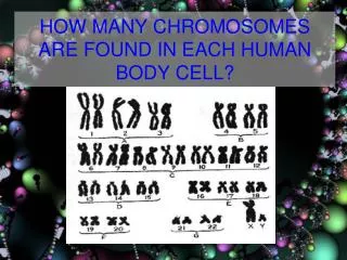 HOW MANY CHROMOSOMES ARE FOUND IN EACH HUMAN BODY CELL?