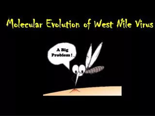 Molecular Evolution of West Nile Virus