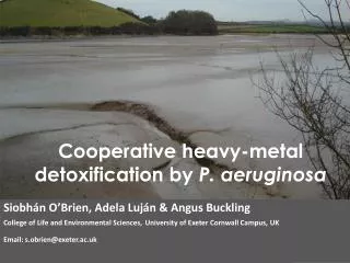 Cooperative heavy-metal detoxification by P. aeruginosa