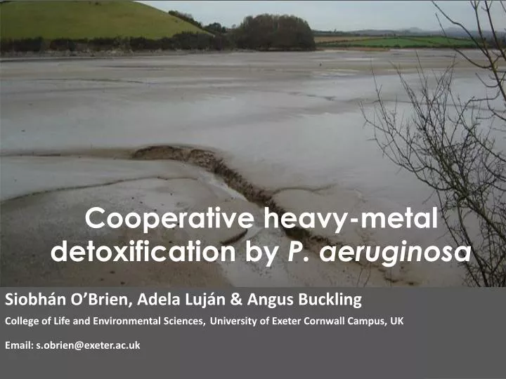 cooperative heavy metal detoxification by p aeruginosa