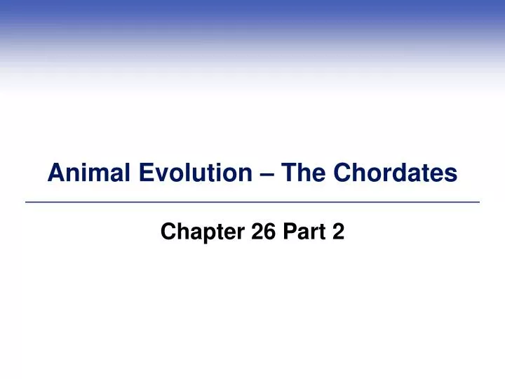 animal evolution the chordates