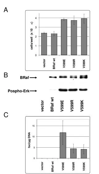 vector BRaf wt V599E V599R V599K