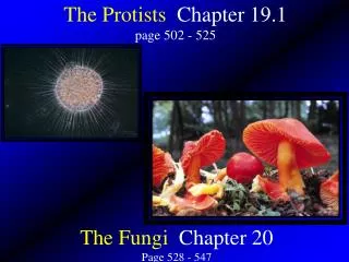 The Protists Chapter 19.1 page 502 - 525