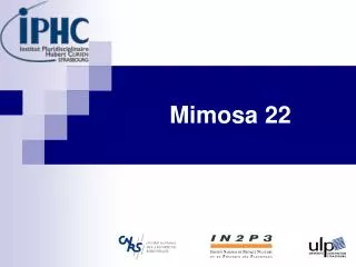 Mimosa 22