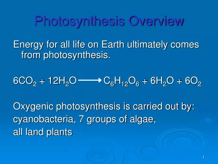 photosynthesis overview