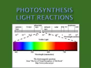 Photosynthesis Light reactions