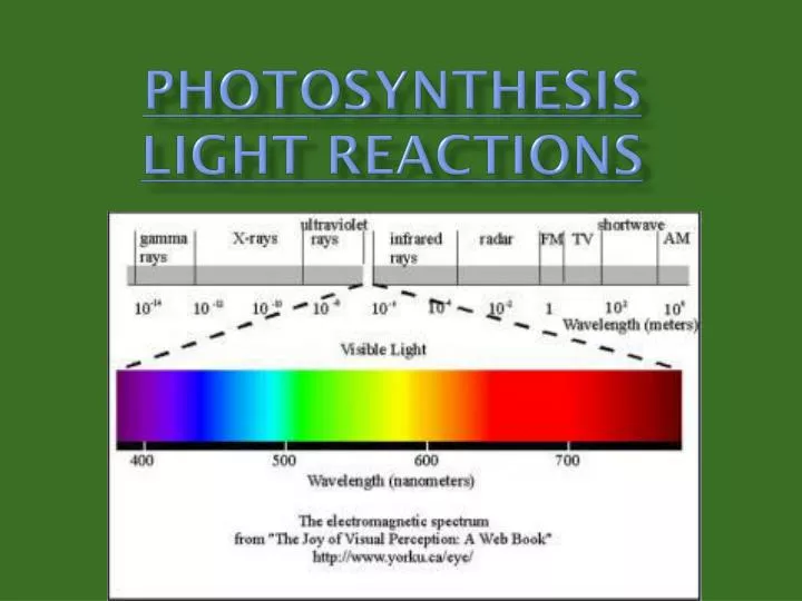 photosynthesis light reactions