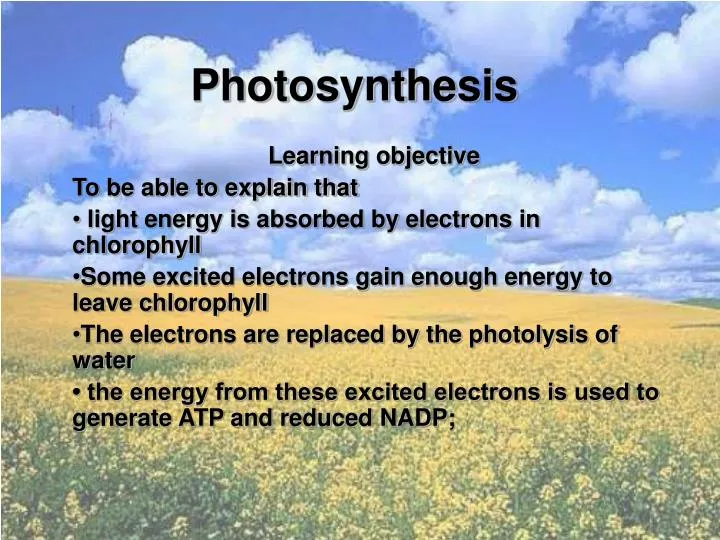 photosynthesis