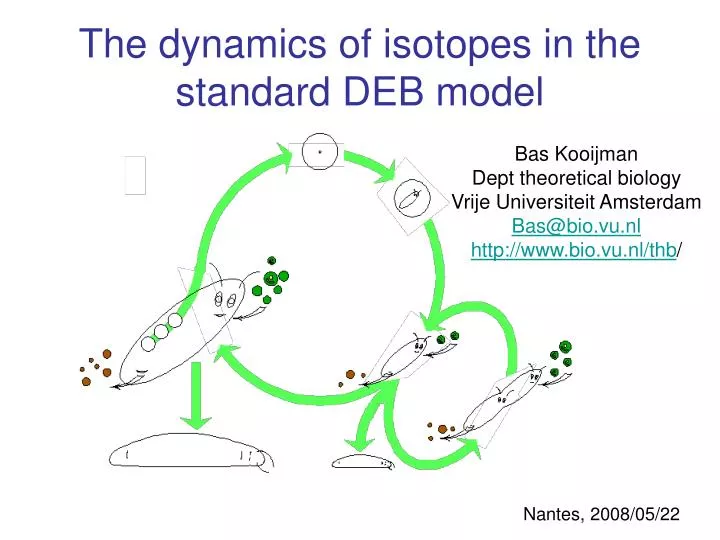 the dynamics of isotopes in the standard deb model