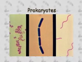 prokaryotes