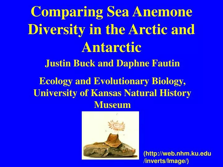 comparing sea anemone diversity in the arctic and antarctic
