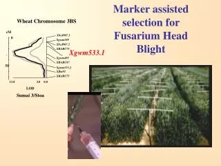 Marker assisted selection for Fusarium Head Blight