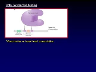 RNA Polymerase binding