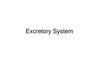 Excretory System