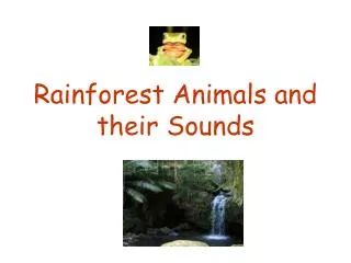 Rainforest Animals and their Sounds