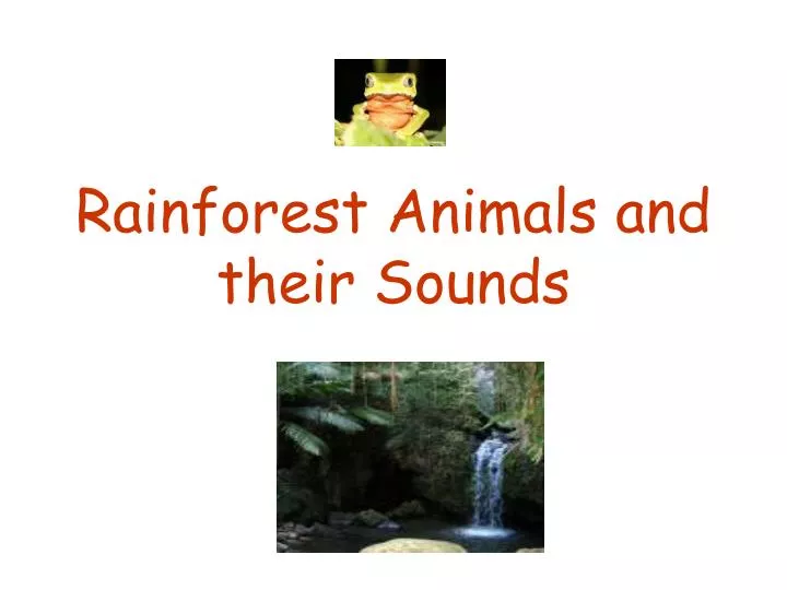 rainforest animals and their sounds